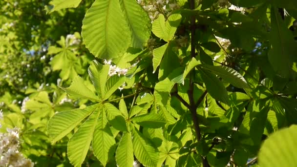 Blühender Kastanienbaum im Frühling. Video wird mit statischer Kamera aufgenommen. — Stockvideo