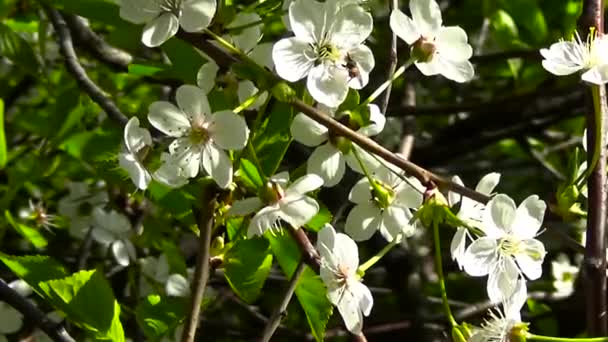 Blossom träd himlen cherry gren nära upp blommar på vinden — Stockvideo