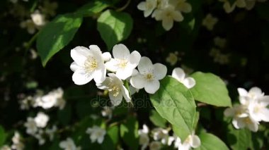 Turuncu rüzgarda çiçeklenme yakın çekim alay. video çekim sabit kamera. Philadelphus.