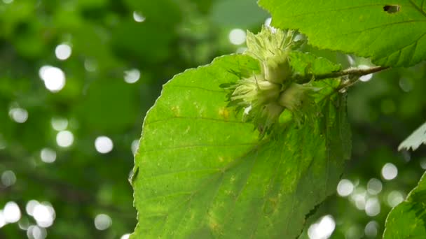 Hazelnuts on the branch close up. HD video footage. — Stock Video