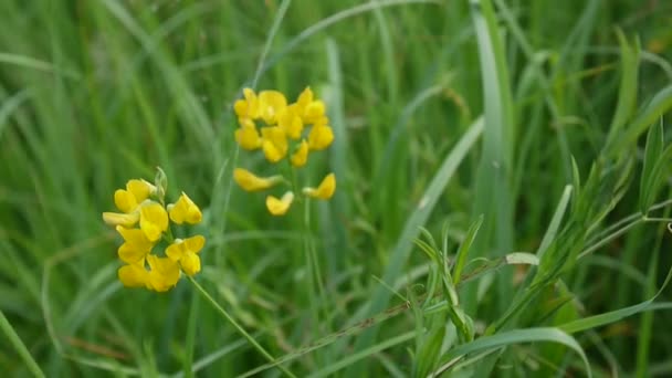 Rangschikking grasland wilde bloem in de weide. HD videobeelden statische camera. Lathyrus pratensis — Stockvideo