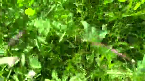 Herbe verte avec des fleurs en été caméra de mouvement de champ fermant les images. Panorama avec steadicam . — Video