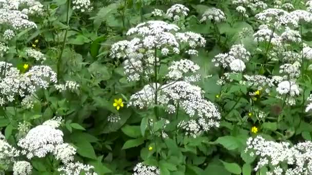 Florescendo aegopodium podagraria grama no verão. Planta selvagem medicinal. Panorama ao vivo, movendo a câmera . — Vídeo de Stock