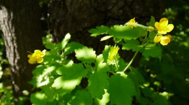 Chelidonium majus. Bahar bulanık arka plan üzerinde daha fazla kırlangıçotu Kabarık sarı çiçek. Video görüntüleri Hd statik kamera.