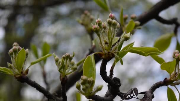 Wiosną gałęzie jabłoni z pąkami kwiatów. Full hd 1080p. Fotografowania kamera statyczna. — Wideo stockowe