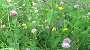 Çayır çimen yatay panorama steadicam kullanarak yavaş kapatın. Kamera hareketi.