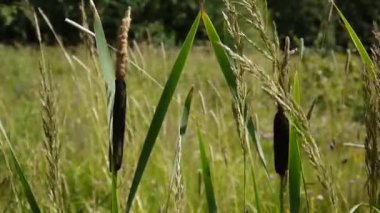 Typha latifolia, ortak Bulrush, geniş yapraklı kuyrugu Hd video görüntüleri