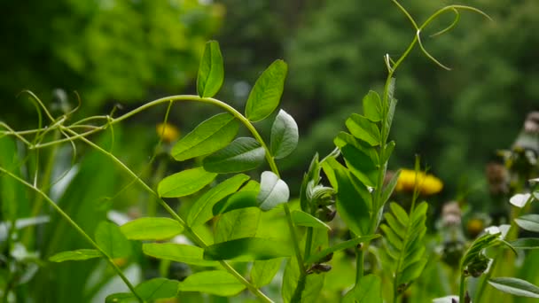 Flores jóvenes de veza se cierran en el campo . — Vídeos de Stock