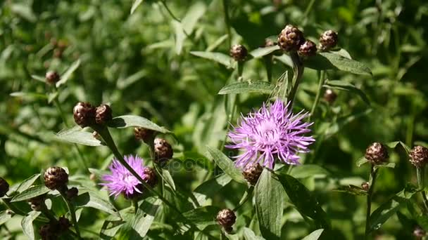 草原のヤグルマギク。夏の野のヤグルマギク属 jacea の花 — ストック動画
