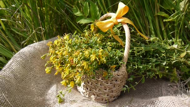 Cesta con la hierba recogida hierba de San Juan en el campo en la arpillera. Cosecha de plantas medicinales en verano. Cámara estática . — Vídeos de Stock