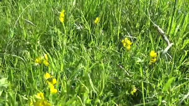 茂盛的草地野生花卉在草地上。高清录像全景运动摄像机。山黧豆禾 — 图库视频影像