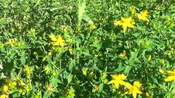 Millepertuis, plante médicinale avec fleur dans le champ . — Video