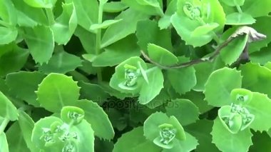 Bahçedeki bitki hendek stonecrop İspanyolca yeşil yukarı kapatın yaz aylarında yapraklar. Hareket kamera. Yatay panorama.