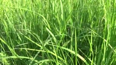 Heracleum çiçek alan closeup video görüntüleri hareket kameradan çim tesisi için üzerinde.