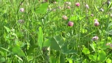 Çayır çimen yatay panorama steadicam kullanarak yavaş kapatın. Kamera hareketi.