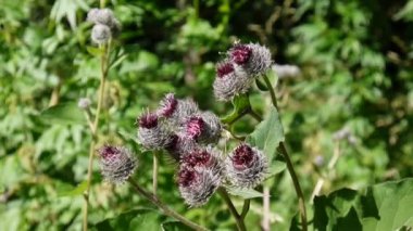 Çiçek açan dulavratotu yaz alanında. Arctium. HD video.