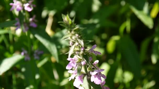 Stachys palustris vild blomma i blommande. Marsh woundwort, Hd video antal fot. — Stockvideo