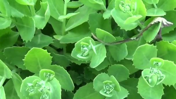 Bahçedeki bitki hendek stonecrop İspanyolca yeşil yukarı kapatın yaz aylarında yapraklar. Hareket kamera. Yatay panorama. — Stok video