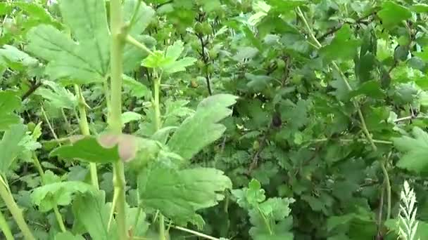 Frischer grüner Stachelbeerstrauch im Obstgarten. — Stockvideo