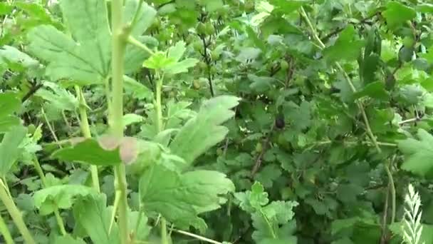 Friss zöld egres bush a kertben gyümölcs. — Stock videók