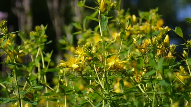 St Johns brzeczki, roślina lecznicza z kwiatem w polu w lato z bliska. — Wideo stockowe