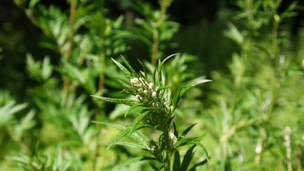 Artemisia vulgaris frische Heilpflanze hd — Stockvideo
