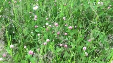 Çayır çimen panorama Steadicam kullanarak. Video görüntüleri hareket kamera. Yaklaşım ile dikey Panoraması.