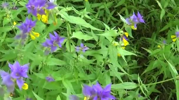 Vadvirágok fa tehén. Melampyrum nemorosum a nyári rét — Stock videók