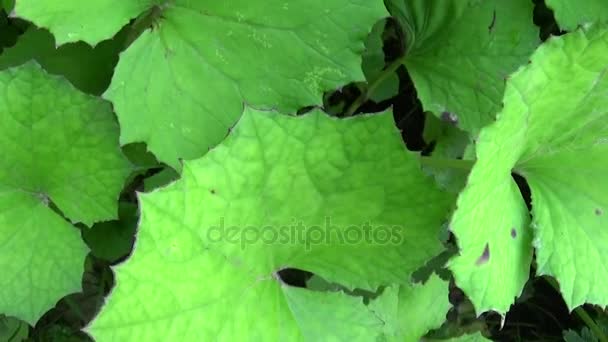 Panorama över hästhov leafs. Motion kamera av medicinalväxt Hd video antal fot. — Stockvideo