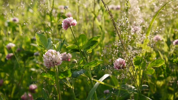 夏のフィールドでクローバーの花。シロクローバの媒体。晴れた日. — ストック動画