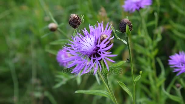 초원 knapweed입니다. 여름 필드에서 Centaurea jacea 꽃 — 비디오