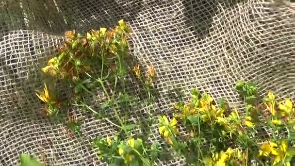 St. Johns wort grass collected in the field on the burlap. Harvesting of medicinal plants in summer. Panorama motion camera with steadicam. — Stock Video