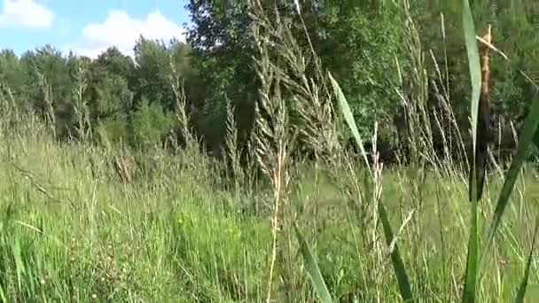 Typha latifolia, Common Bulrush, Broadleaf Cattail HD video footage. Cámara de movimiento panorámica con steadicam . — Vídeo de stock