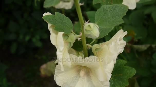 Hollyhocks florescendo Alcea no verão. HD câmera estática de vídeo . — Vídeo de Stock