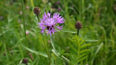 Çayır knapweed. Centaurea jacea çiçek yaz alanında