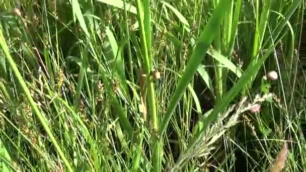 Typha latifolia, Common Bulrush, Broadleaf Cattail HD video footage. Cámara de movimiento panorámica de abajo hacia arriba con steadicam . — Vídeos de Stock