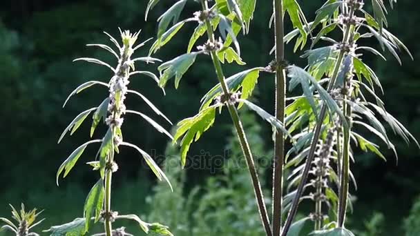 益母草 cardiaca、 益母草、 药用植物领域。抛出汁、 狮子耳朵、 狮子的尾巴。视频高清静态摄像机拍摄. — 图库视频影像