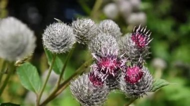 Çiçek açan dulavratotu yaz alanında. Arctium. HD video.