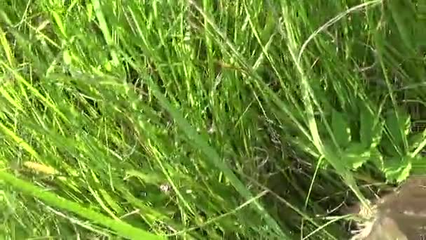 Cesta con la hierba recogida hierba de San Juan en el campo en la arpillera. Cosecha de plantas medicinales en verano. Cámara de movimiento panorámica con steadicam . — Vídeos de Stock