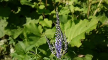 Veronica longifolia. Kır çiçeği alanında. Video görüntüleri statik kamera.