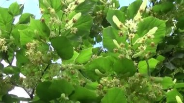 Ihlamur yaprakları ve çiçekleri esen rüzgar ile kapatın. Tilia.
