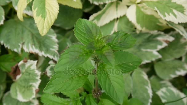 Menta a kertben virágzó. Mentha piperita. HD videó felvétel. — Stock videók