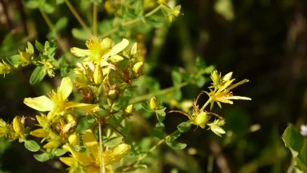 Hierba de San Juan, planta medicinal con flor en el campo . — Vídeos de Stock