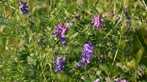 Les fleurs de vesce ferment dans le champ .