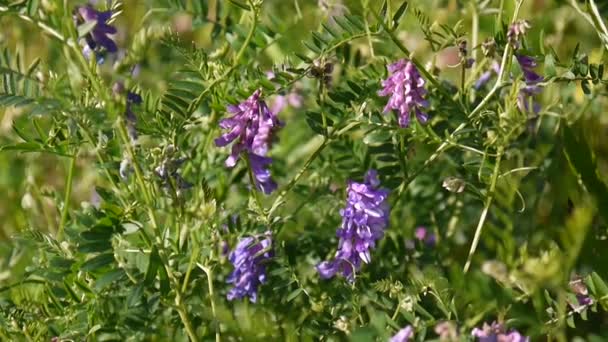 Wicken-Blüten hautnah auf dem Feld. — Stockvideo