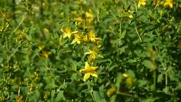 St Johns brzeczki, roślina lecznicza z kwiatem w polu. — Wideo stockowe