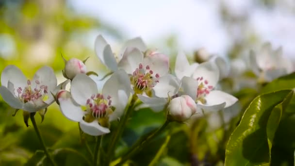 Beautiful blossoming apple tree on wind spring in the garden. Static camera. — Stock Video