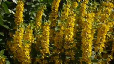 Bahçede Lysimachia vulgaris, sarı çiçek. Loosestrife, moneywort