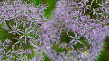 Allium mor Çiçek Bahçe statik kamera çekim yakın çekim.
