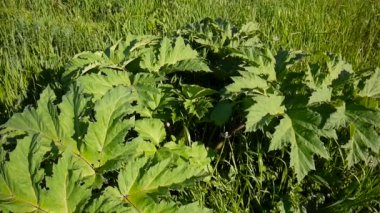 Hogweed yaprakları rüzgarda sway. İnek yabani havuç yaprakları